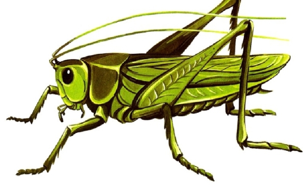 Стихи про насекомых