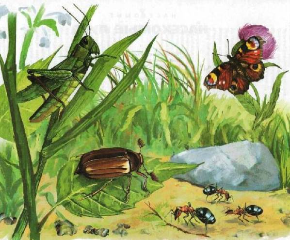 Стихи про насекомых