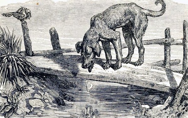 aesop s fables Griset Ernest 3