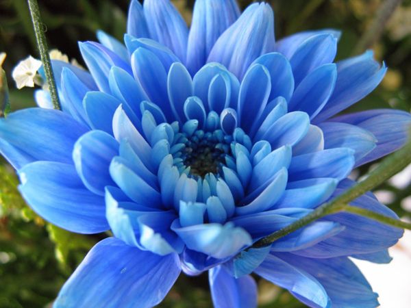 Страна голубого цветка