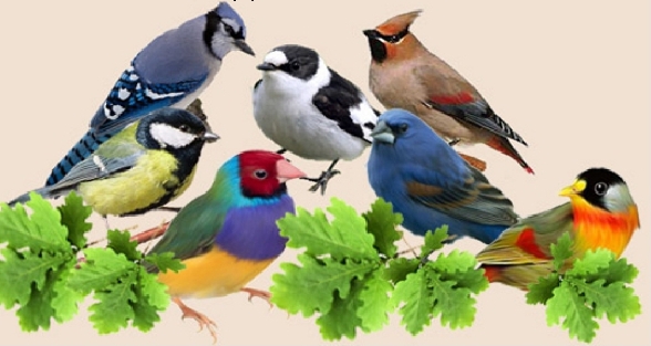 Стихи про птиц для детей